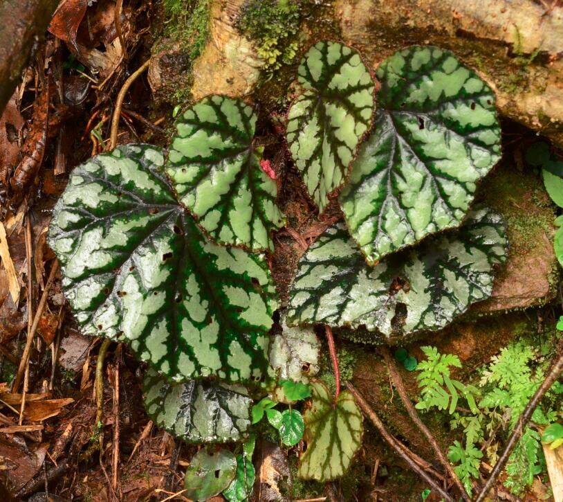 B. menglianensis